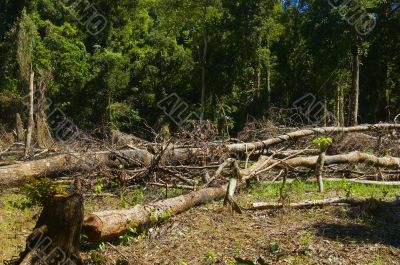 Forest Destruction