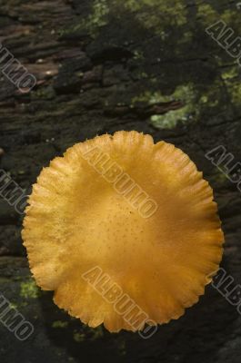 Mushroom