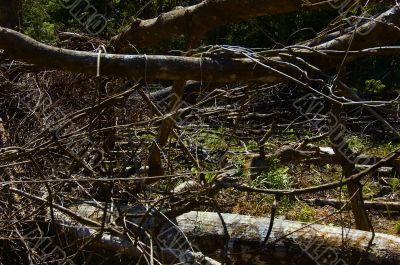 Forest Destruction