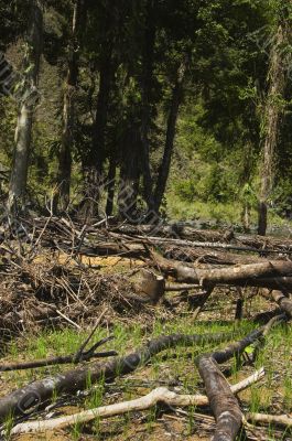 Forest Destruction