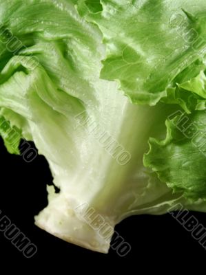 Lettuce 2