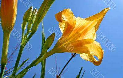 Day Lily