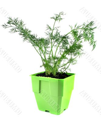 Fresh Herbs Dill