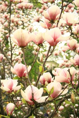 magnolias`  flowering