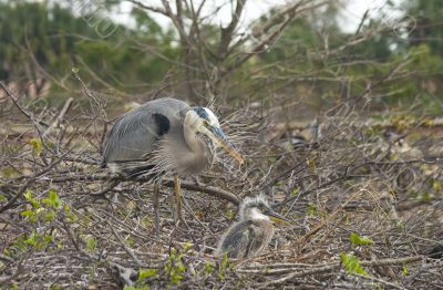 Blue heron mother and chick
