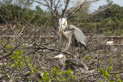 Mother blue heron and chick