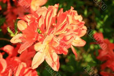 red bright phododendrons` flowering