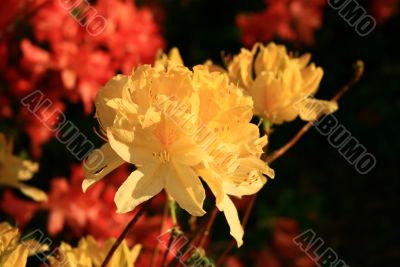 tender yellow flowers of rhododendron