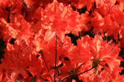 red bright phododendrons` flowering