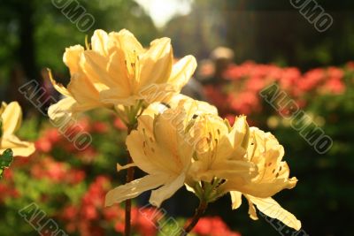 tender yellow flowers of rhododendron
