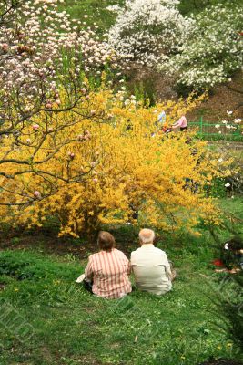 aged couple contemplating blossom of nature