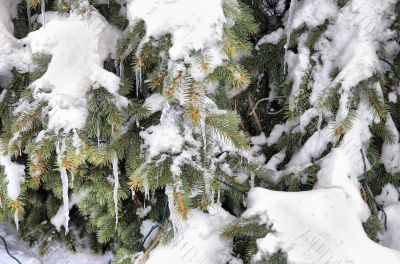 Icicles on the fir tree