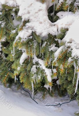Icicles on the fir tree