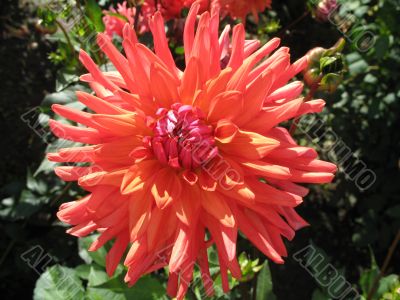 dahlia in the garden