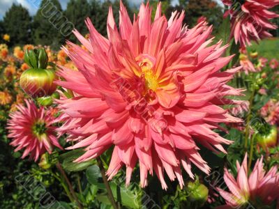 dahlia in the garden