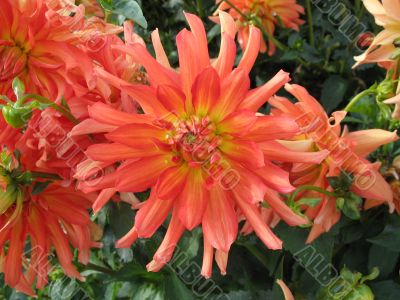 dahlia in the garden