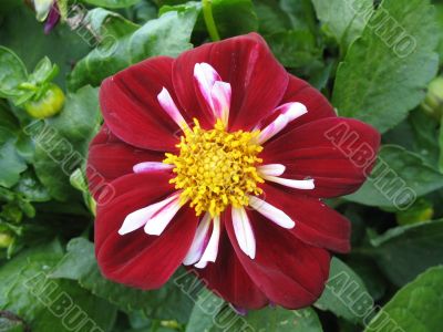 dahlia in the garden
