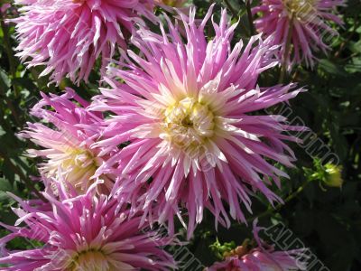 dahlia in the garden