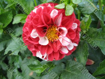 dahlia in the garden