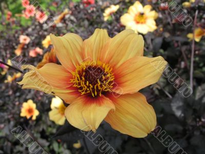 dahlia in the garden