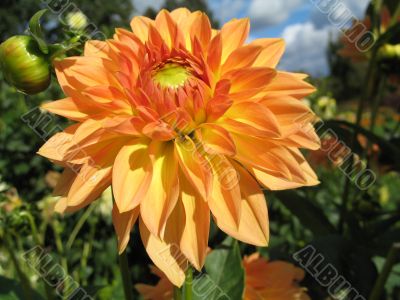 dahlia in the garden