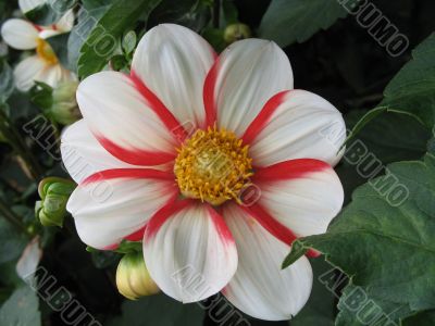 dahlia in the garden