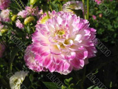 dahlia in the garden
