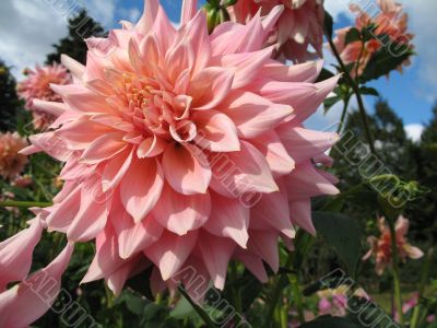 dahlia in the garden