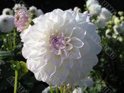 dahlia in the garden