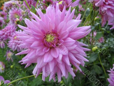dahlia in the garden