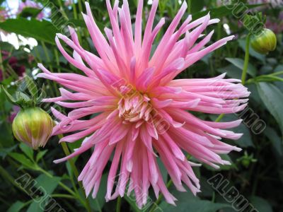 dahlia in the garden