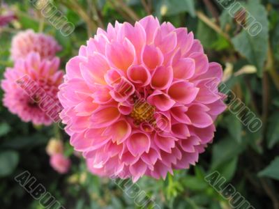 dahlia in the garden