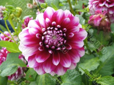 dahlia in the garden