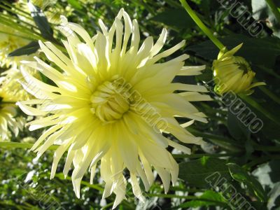 dahlia in the garden