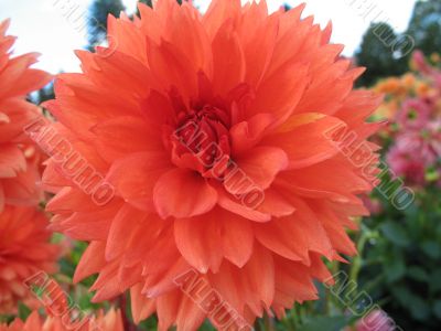 dahlia in the garden