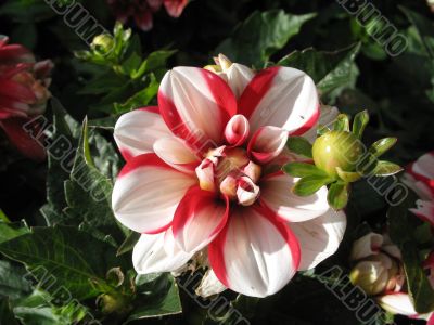 dahlia in the garden