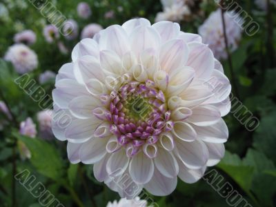 dahlia in the garden
