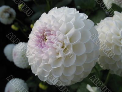 dahlia in the garden