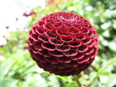dahlia in the garden