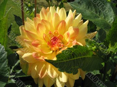 dahlia in the garden