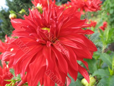 dahlia in the garden