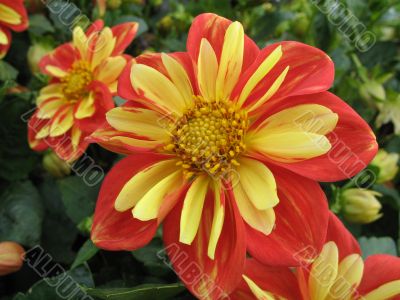 dahlia in the garden