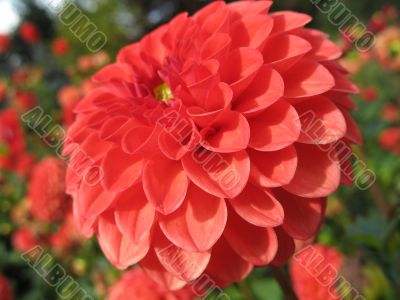 dahlia in the garden