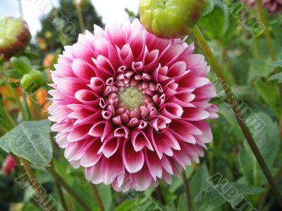 dahlia in the garden
