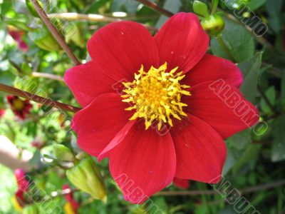 dahlia in the garden