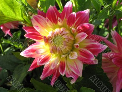dahlia in the garden