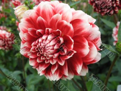 dahlia in the garden