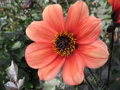 dahlia in the garden