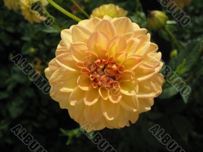 dahlia in the garden