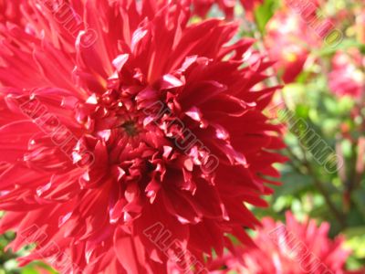 dahlia in the garden
